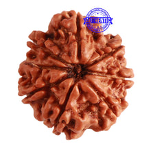Load image into Gallery viewer, 8 Mukhi Nepalese Rudraksha - Bead No. 306
