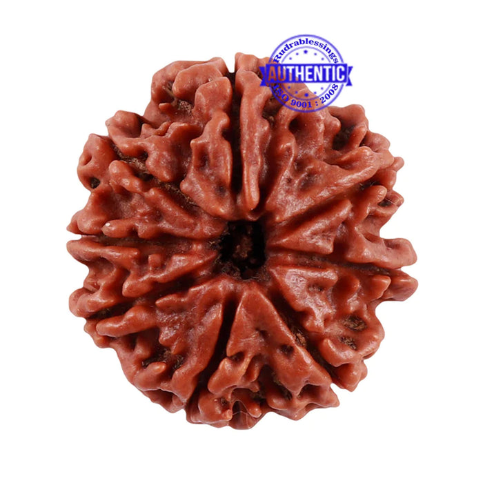 8 Mukhi Nepalese Rudraksha - Bead No. 42
