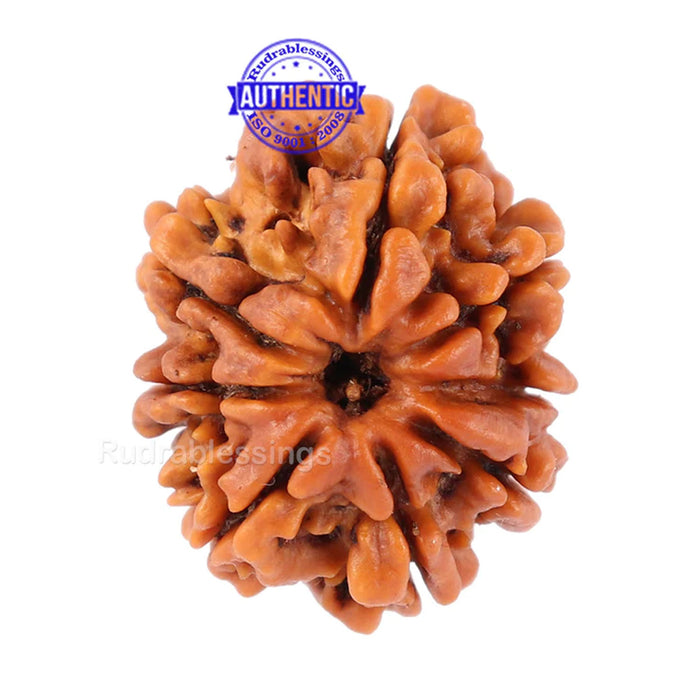 8 Mukhi Nepalese Rudraksha - Bead No. 77