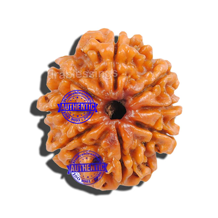 8 Mukhi Nepalese Rudraksha - Bead No. 80