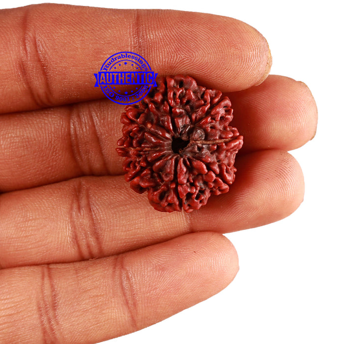 8 Mukhi Nepalese Rudraksha - Bead No. 117
