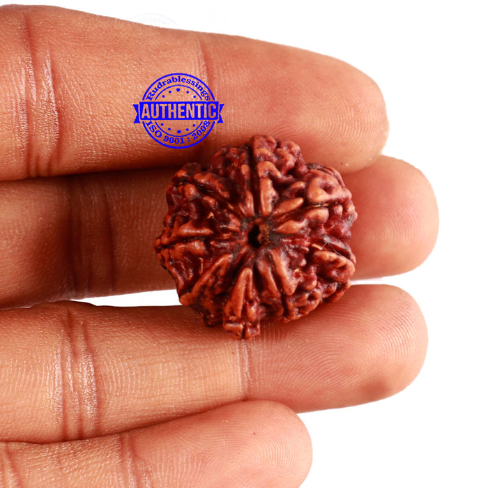 8 Mukhi Nepalese Double Ganesha Rudraksha - Bead No. 255