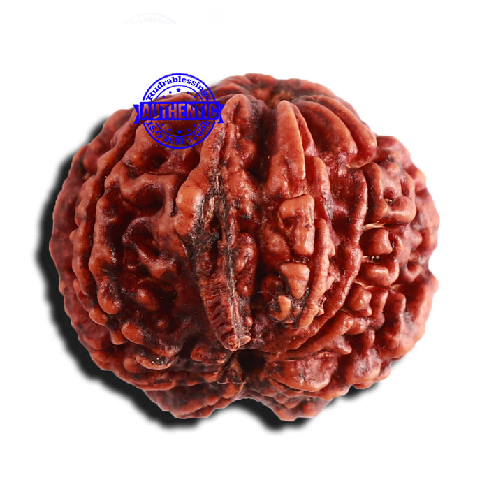 8 Mukhi Nepalese Double Ganesha Rudraksha - Bead No. 255