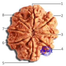 Load image into Gallery viewer, 8 Mukhi Nepalese Rudraksha - Bead No. 352
