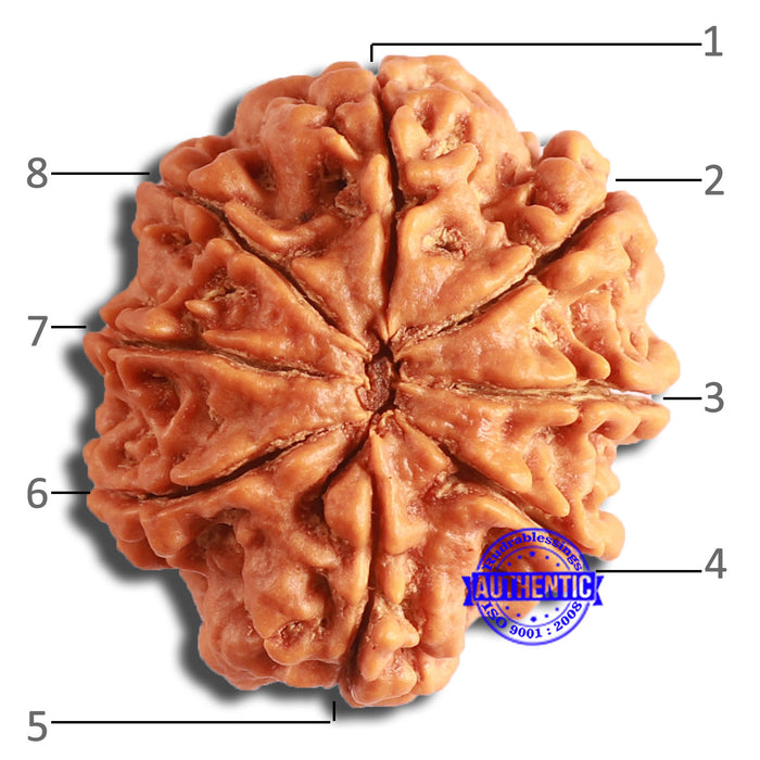 8 Mukhi Nepalese Rudraksha - Bead No. 352
