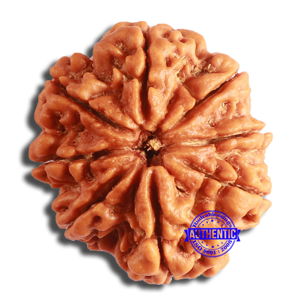 8 Mukhi Nepalese Rudraksha - Bead No. 352