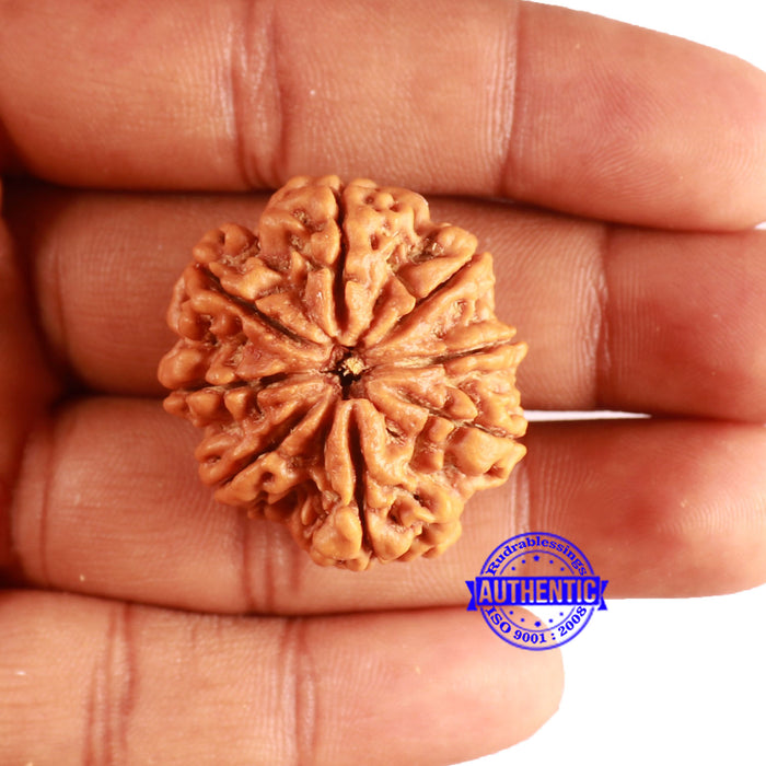 8 Mukhi Nepalese Rudraksha - Bead No. 352