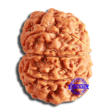 Load image into Gallery viewer, 8 Mukhi Nepalese Rudraksha - Bead No. 352
