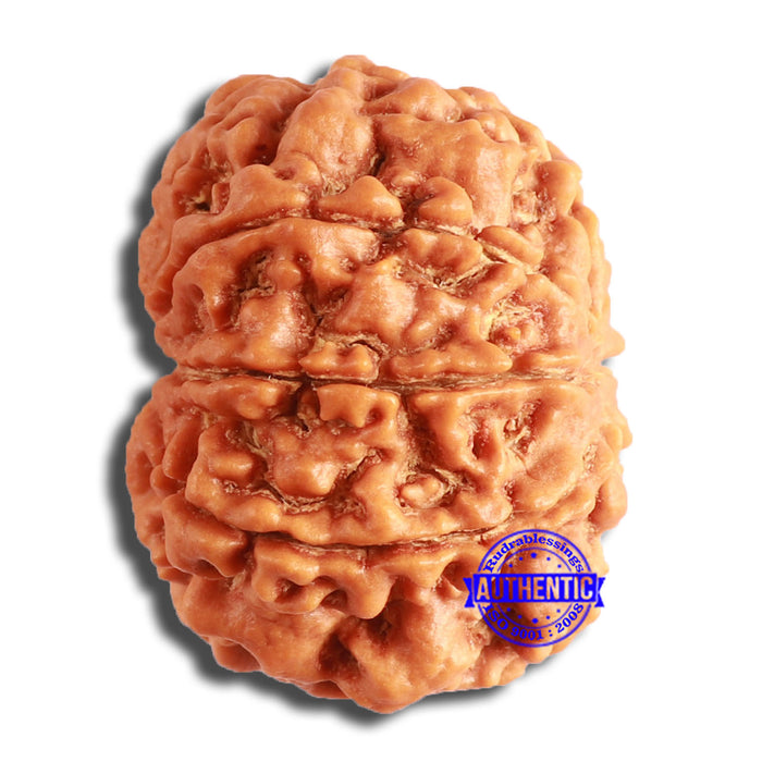 8 Mukhi Nepalese Rudraksha - Bead No. 352