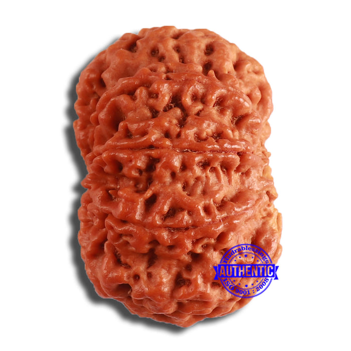 8 Mukhi Nepalese Rudraksha - Bead No. 354