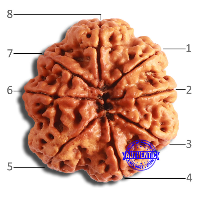 8 Mukhi Nepalese Rudraksha - Bead No. 356
