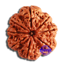 Load image into Gallery viewer, 8 Mukhi Nepalese Rudraksha - Bead No. 356
