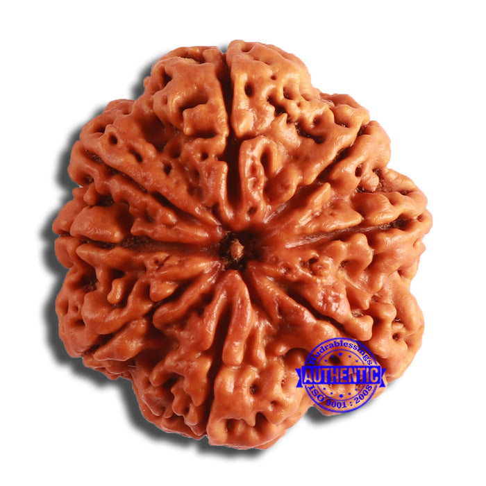 8 Mukhi Nepalese Rudraksha - Bead No. 356
