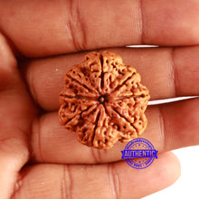 Load image into Gallery viewer, 8 Mukhi Nepalese Rudraksha - Bead No. 356
