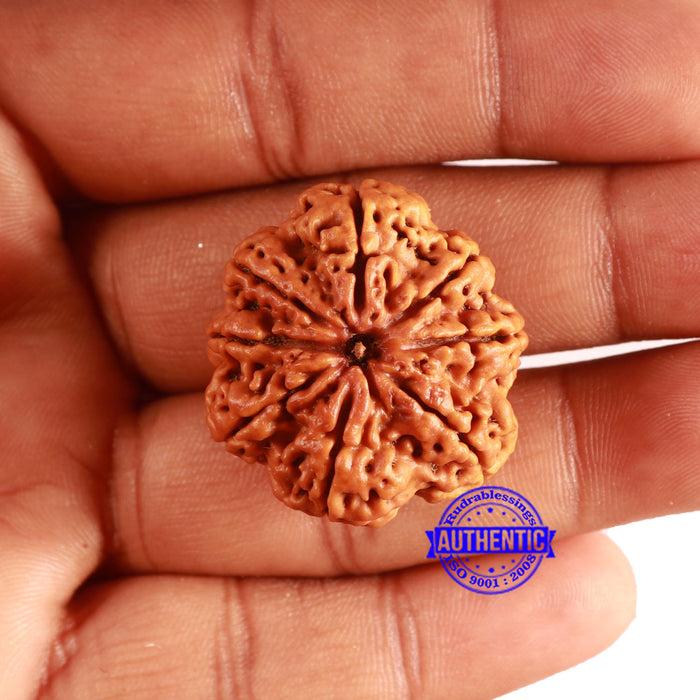 8 Mukhi Nepalese Rudraksha - Bead No. 356