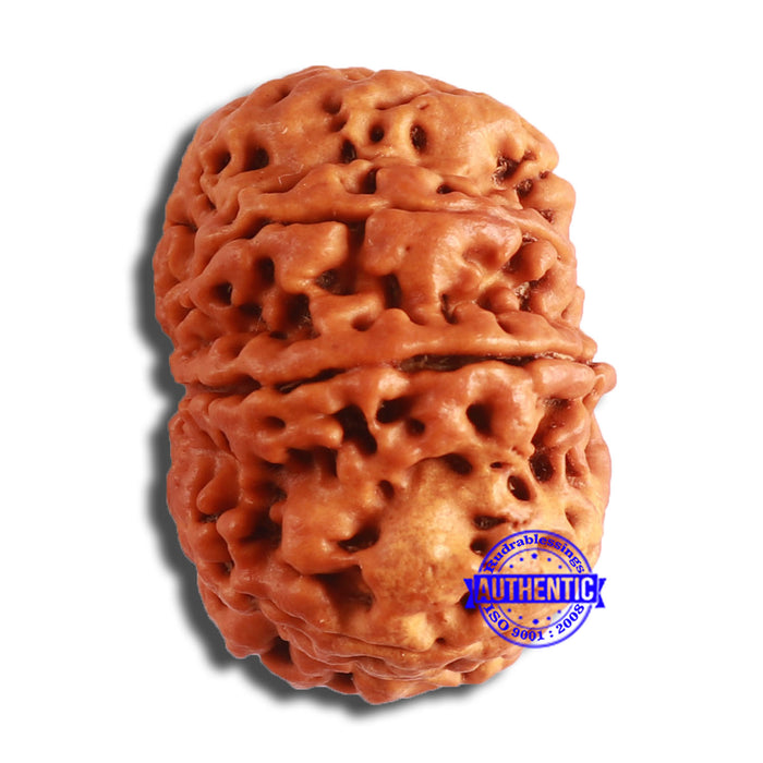 8 Mukhi Nepalese Rudraksha - Bead No. 356