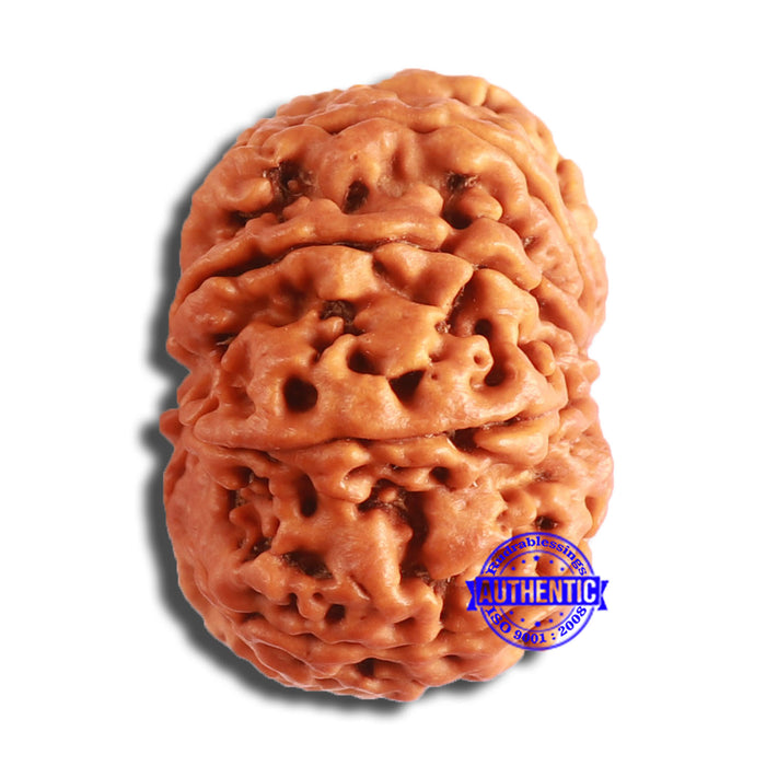 8 Mukhi Nepalese Rudraksha - Bead No. 356