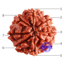 Load image into Gallery viewer, 8 Mukhi Nepalese Rudraksha - Bead No. 308
