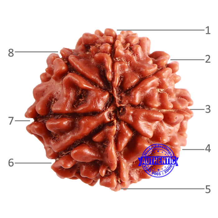 8 Mukhi Nepalese Rudraksha - Bead No. 308