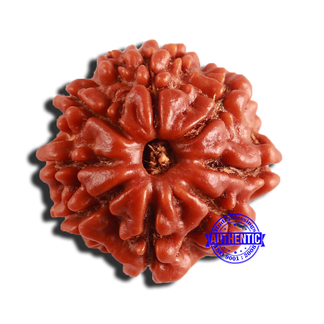 8 Mukhi Nepalese Rudraksha - Bead No. 308