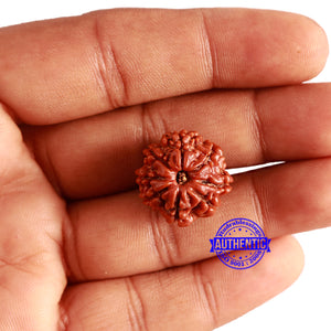 8 Mukhi Nepalese Rudraksha - Bead No. 308