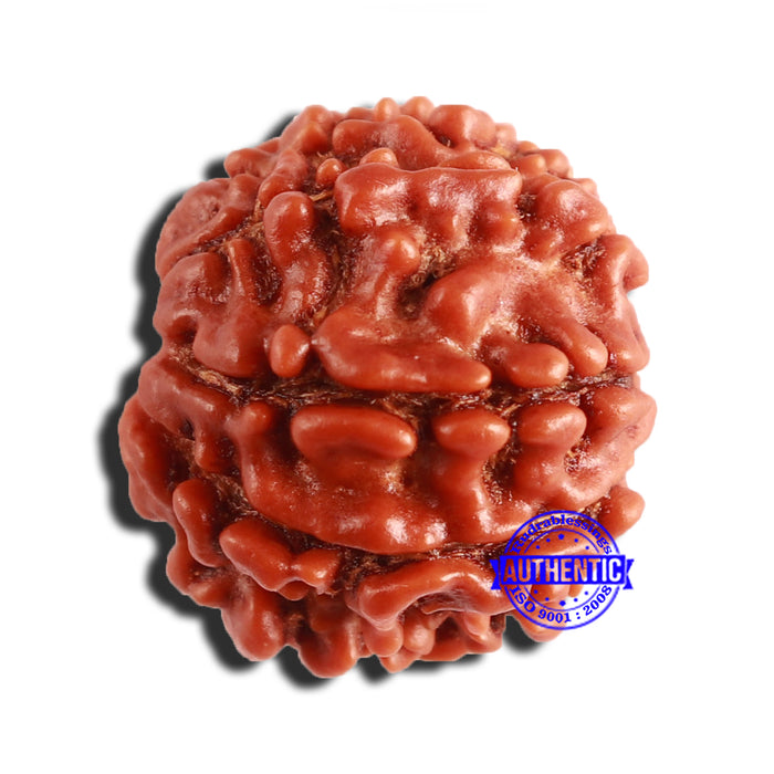 8 Mukhi Nepalese Rudraksha - Bead No. 308