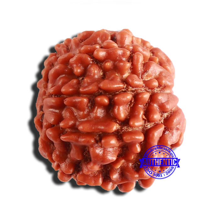 8 Mukhi Nepalese Rudraksha - Bead No. 308