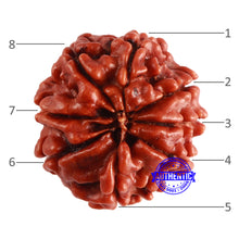 Load image into Gallery viewer, 8 Mukhi Nepalese Rudraksha - Bead No. 309
