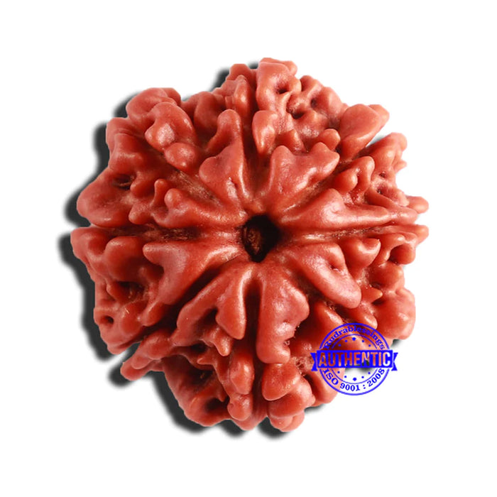 8 Mukhi Nepalese Rudraksha - Bead No. 309