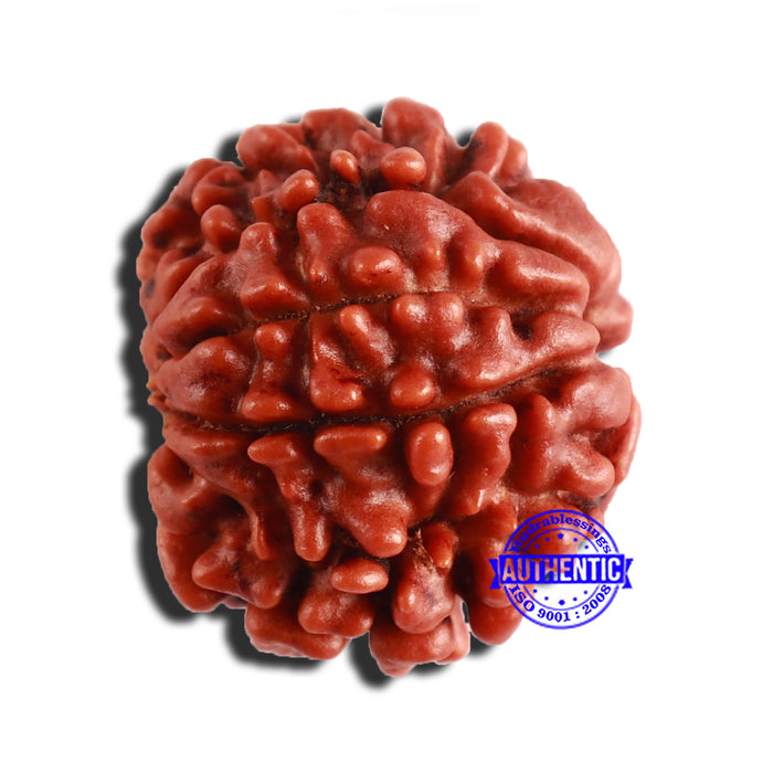 8 Mukhi Nepalese Rudraksha - Bead No. 309