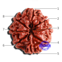Load image into Gallery viewer, 8 Mukhi Nepalese Rudraksha - Bead No. 310
