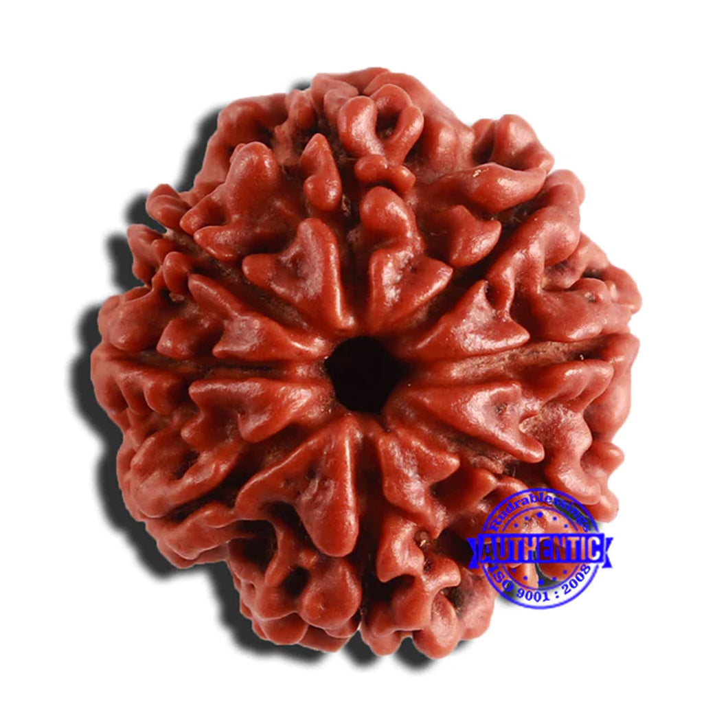 8 Mukhi Nepalese Rudraksha - Bead No. 310