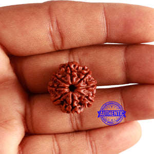 8 Mukhi Nepalese Rudraksha - Bead No. 310