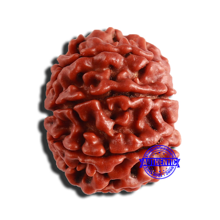 8 Mukhi Nepalese Rudraksha - Bead No. 310