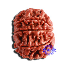 Load image into Gallery viewer, 8 Mukhi Nepalese Rudraksha - Bead No. 310
