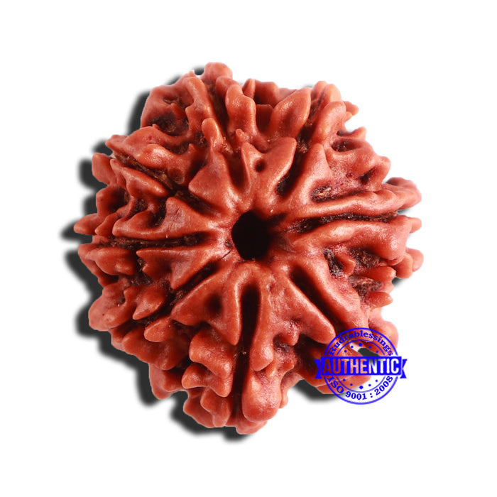 8 Mukhi Nepalese Rudraksha - Bead No. 311