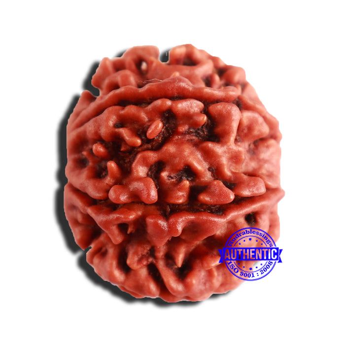 8 Mukhi Nepalese Rudraksha - Bead No. 311