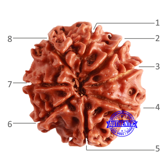 8 Mukhi Nepalese Rudraksha - Bead No. 312