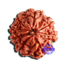 Load image into Gallery viewer, 8 Mukhi Nepalese Rudraksha - Bead No. 312

