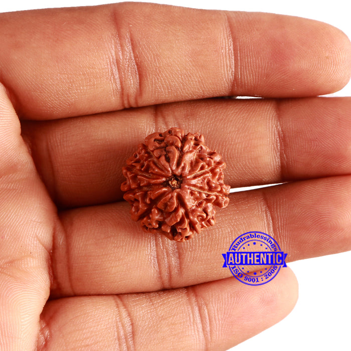 8 Mukhi Nepalese Rudraksha - Bead No. 312