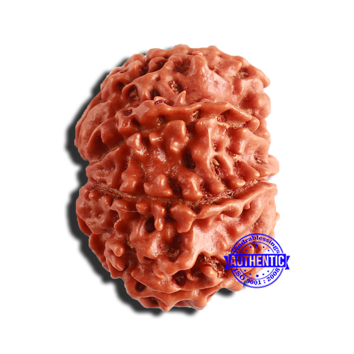 8 Mukhi Nepalese Rudraksha - Bead No. 312
