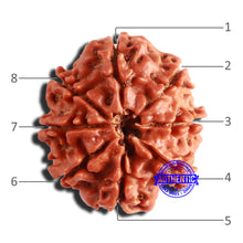 Load image into Gallery viewer, 8 Mukhi Nepalese Rudraksha - Bead No. 313
