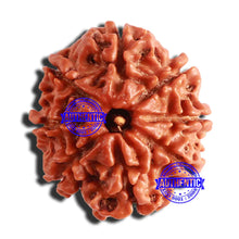 Load image into Gallery viewer, 8 Mukhi Nepalese Rudraksha - Bead No. 313
