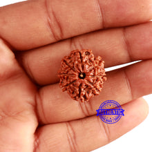 Load image into Gallery viewer, 8 Mukhi Nepalese Rudraksha - Bead No. 313
