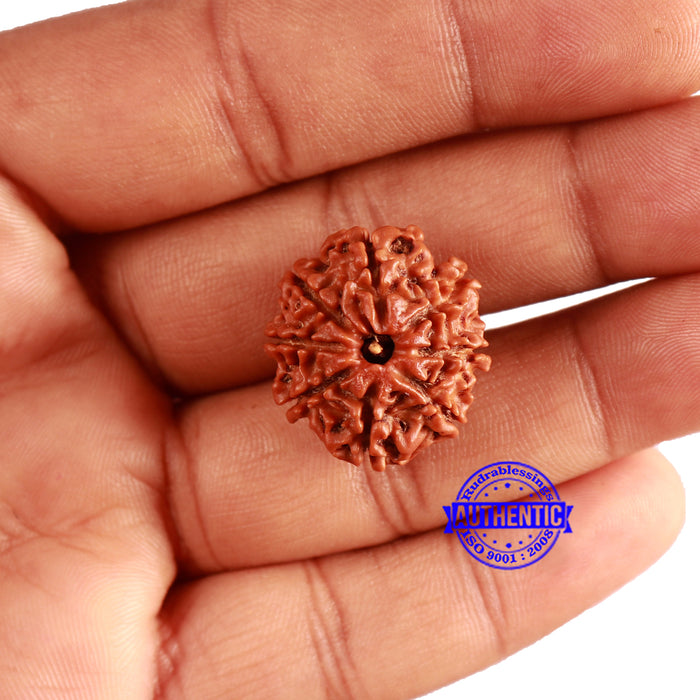8 Mukhi Nepalese Rudraksha - Bead No. 313