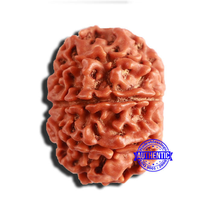 8 Mukhi Nepalese Rudraksha - Bead No. 313