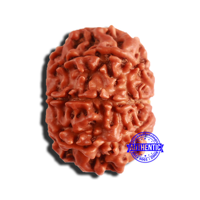 8 Mukhi Nepalese Rudraksha - Bead No. 313