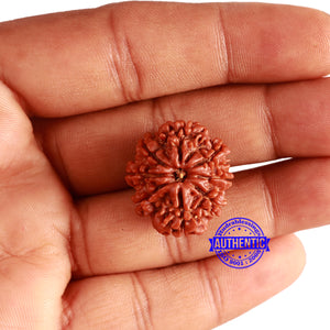 8 Mukhi Nepalese Rudraksha - Bead No. 317