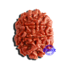 Load image into Gallery viewer, 8 Mukhi Nepalese Rudraksha - Bead No. 317
