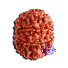 Load image into Gallery viewer, 8 Mukhi Nepalese Rudraksha - Bead No. 317
